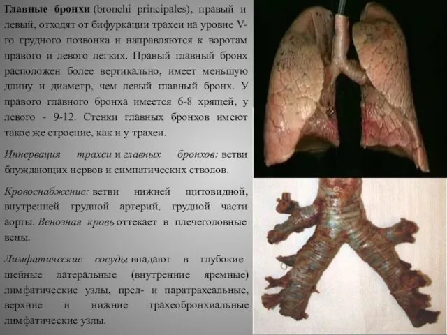 Главные бронхи (bronchi principales), правый и левый, отходят от бифуркации трахеи