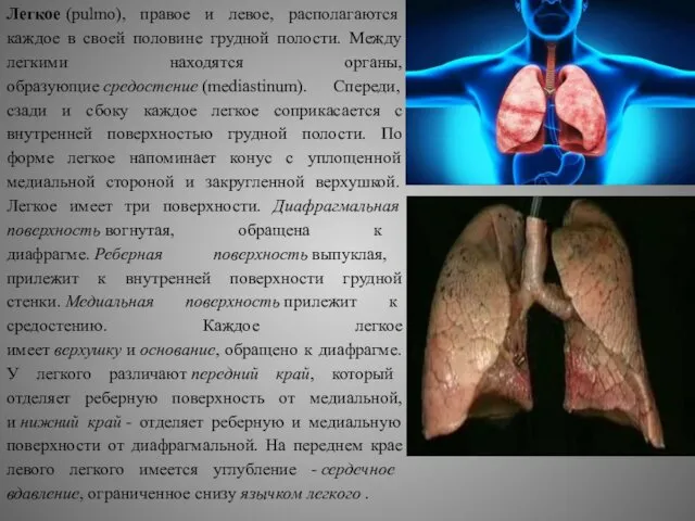Легкое (pulmo), правое и левое, располагаются каждое в своей половине грудной