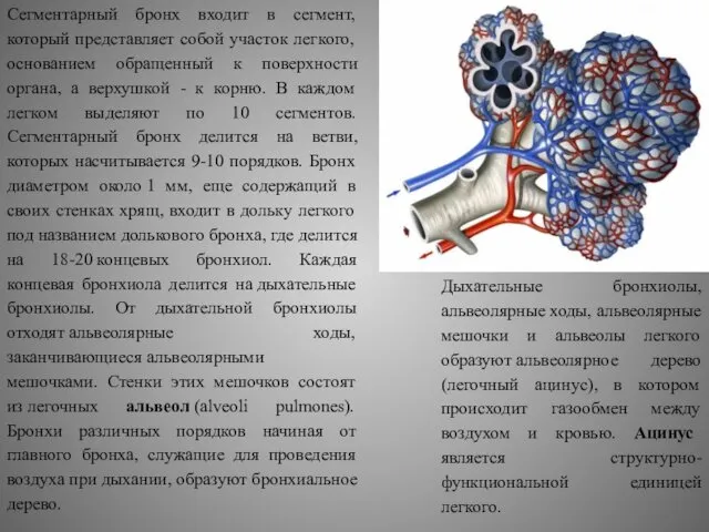 Сегментарный бронх входит в сегмент, который представляет собой участок легкого, основанием