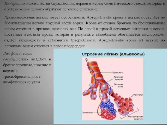 Иннервация легких: ветви блуждающих нервов и нервы симпатического ствола, которые в