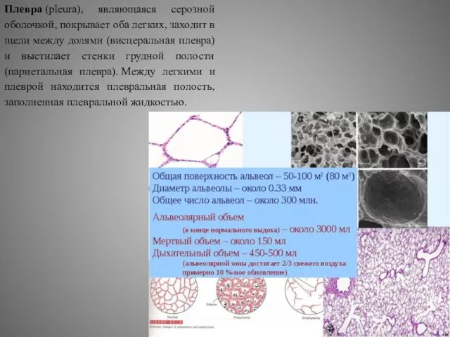 Плевра (pleura), являющаяся серозной оболочкой, покрывает оба легких, заходит в щели