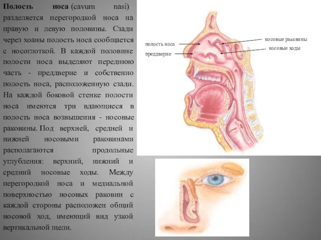 Полость носа (cavum nasi) разделяется перегородкой носа на правую и левую