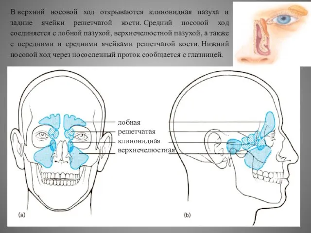 В верхний носовой ход открываются клиновидная пазуха и задние ячейки решетчатой