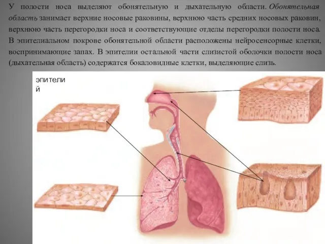 У полости носа выделяют обонятельную и дыхательную области. Обонятельная область занимает