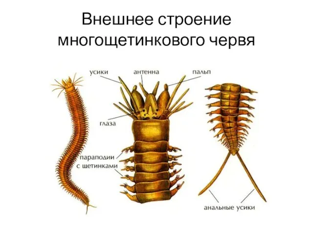 Внешнее строение многощетинкового червя
