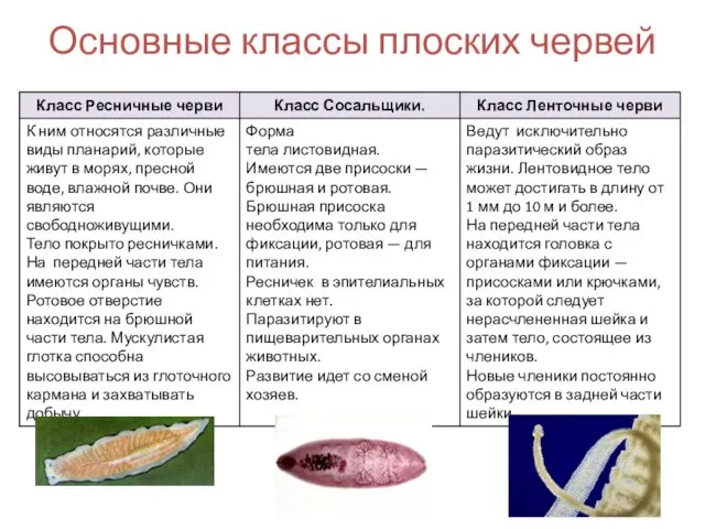 Основные классы плоских червей
