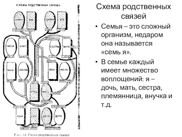 Схема родственных связей Семья – это сложный организм, недаром она называется