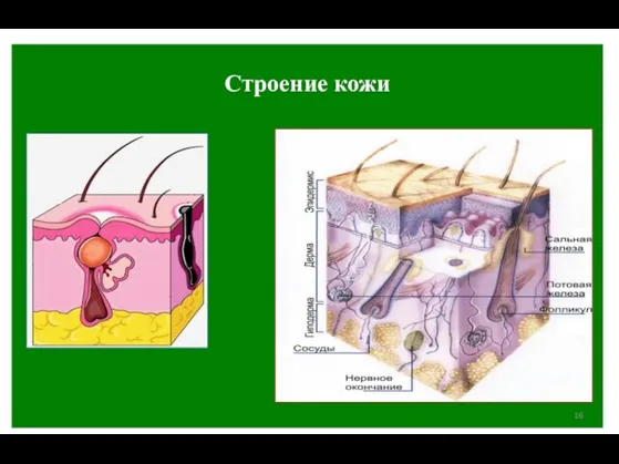 Строение кожи