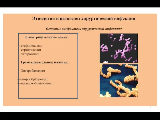 Этиология и патогенез хирургической инфекции Основные возбудители хирургической инфекции: Грамотрицательные кокки: