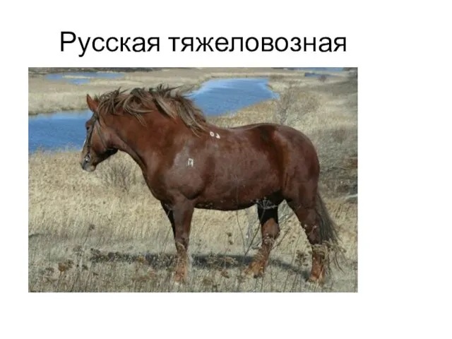 Русская тяжеловозная