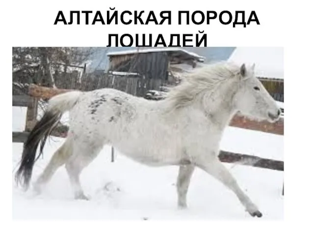 АЛТАЙСКАЯ ПОРОДА ЛОШАДЕЙ