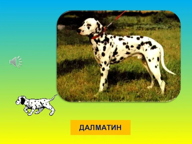 ДАЛМАТИН