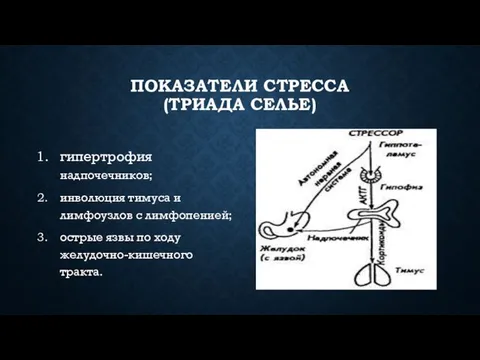 ПОКАЗАТЕЛИ СТРЕССА (ТРИАДА СЕЛЬЕ) гипертрофия надпочечников; инволюция тимуса и лимфоузлов с