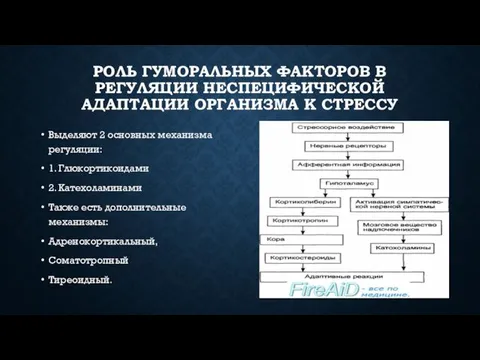 РОЛЬ ГУМОРАЛЬНЫХ ФАКТОРОВ В РЕГУЛЯЦИИ НЕСПЕЦИФИЧЕСКОЙ АДАПТАЦИИ ОРГАНИЗМА К СТРЕССУ Выделяют