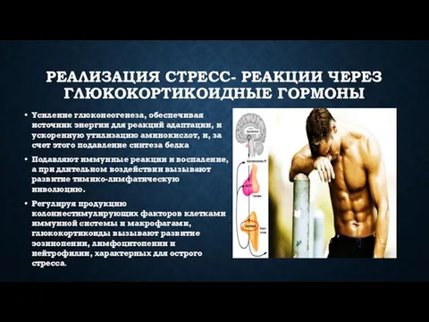 РЕАЛИЗАЦИЯ СТРЕСС- РЕАКЦИИ ЧЕРЕЗ ГЛЮКОКОРТИКОИДНЫЕ ГОРМОНЫ Усиление глюконеогенеза, обеспечивая источник энергии