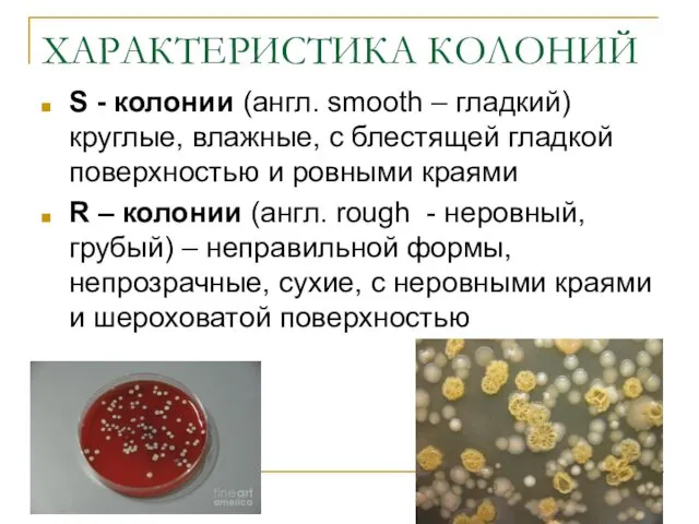 ХАРАКТЕРИСТИКА КОЛОНИЙ S - колонии (англ. smooth – гладкий) круглые, влажные,