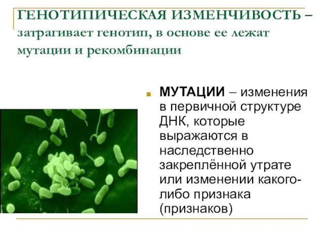 ГЕНОТИПИЧЕСКАЯ ИЗМЕНЧИВОСТЬ – затрагивает генотип, в основе ее лежат мутации и