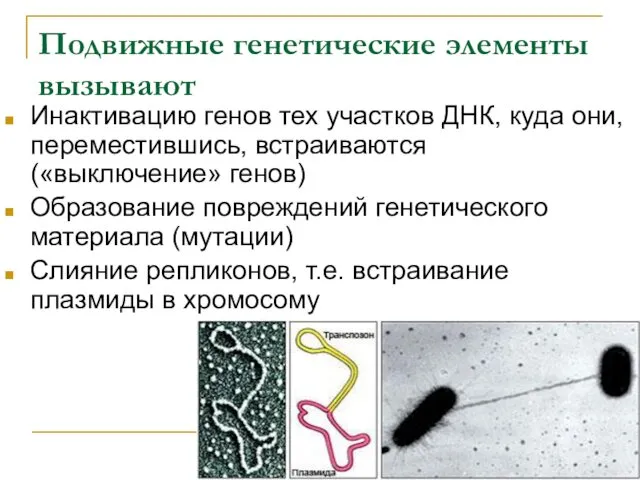 Подвижные генетические элементы вызывают Инактивацию генов тех участков ДНК, куда они,