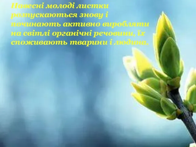 Навесні молоді листки розпускаються знову і починають активно виробляти на світлі