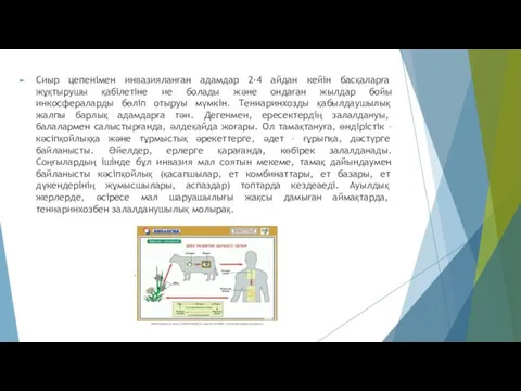 Сиыр цепенімен инвазияланған адамдар 2-4 айдан кейін басқаларға жұқтырушы қабілетіне ие