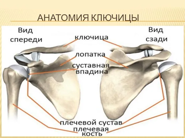 АНАТОМИЯ КЛЮЧИЦЫ