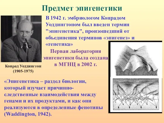 Предмет эпигенетики В 1942 г. эмбриологом Конрадом Уоддингтоном был введен термин