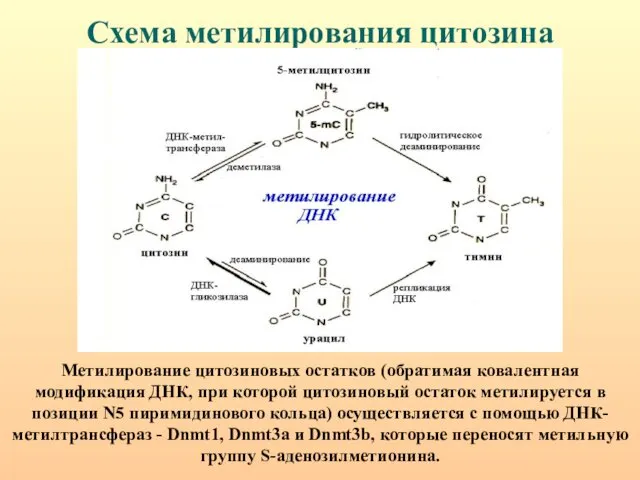 Схема метилирования цитозина Метилирование цитозиновых остатков (обратимая ковалентная модификация ДНК, при