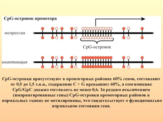 CpG-островки присутствуют в промоторных районах 60% генов, составляют от 0,5 до