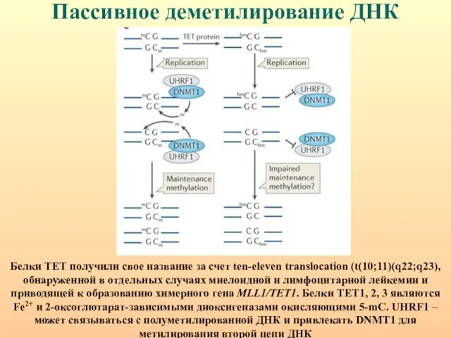 Пассивное деметилирование ДНК Белки ТЕТ получили свое название за счет ten-eleven