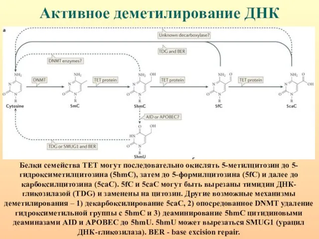 Активное деметилирование ДНК Белки семейства ТЕТ могут последовательно окислять 5-метилцитозин до