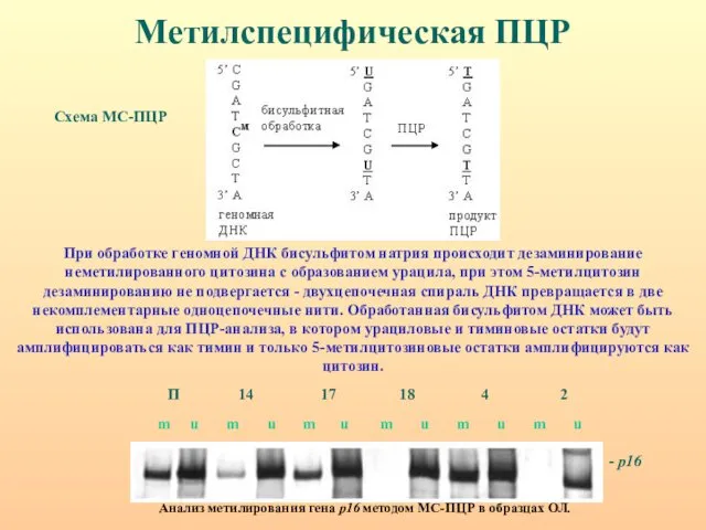 Метилспецифическая ПЦР Схема МС-ПЦР Анализ метилирования гена р16 методом МС-ПЦР в