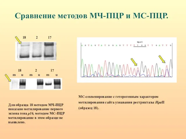 Сравнение методов МЧ-ПЦР и МС-ПЦР. МС-секвенирование с гетерогенным характером метилирования сайта