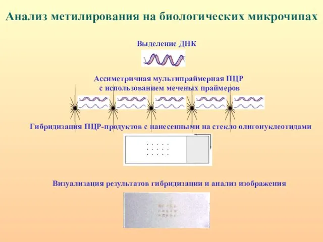 Анализ метилирования на биологических микрочипах