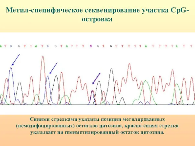 Синими стрелками указаны позиции метилированных (немодифицированных) остатков цитозина, красно-синяя стрелка указывает