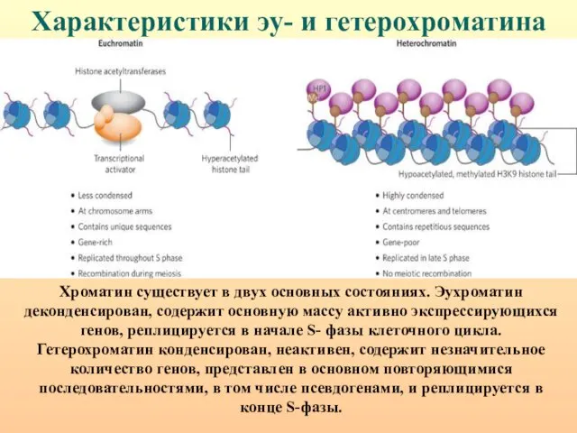 Характеристики эу- и гетерохроматина Хроматин существует в двух основных состояниях. Эухроматин