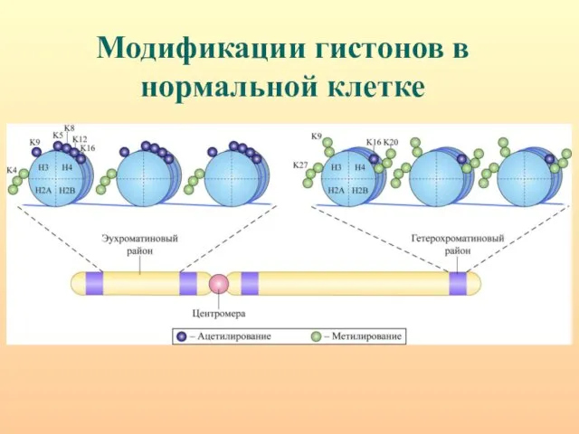 Модификации гистонов в нормальной клетке