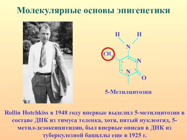 Молекулярные основы эпигенетики Rollin Hotchkiss в 1948 году впервые выделил 5-метилцитозин