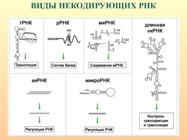 ВИДЫ НЕКОДИРУЮЩИХ РНК