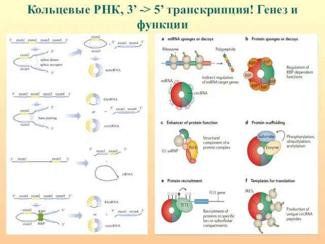 Кольцевые РНК, 3’ -> 5’ транскрипция! Генез и функции