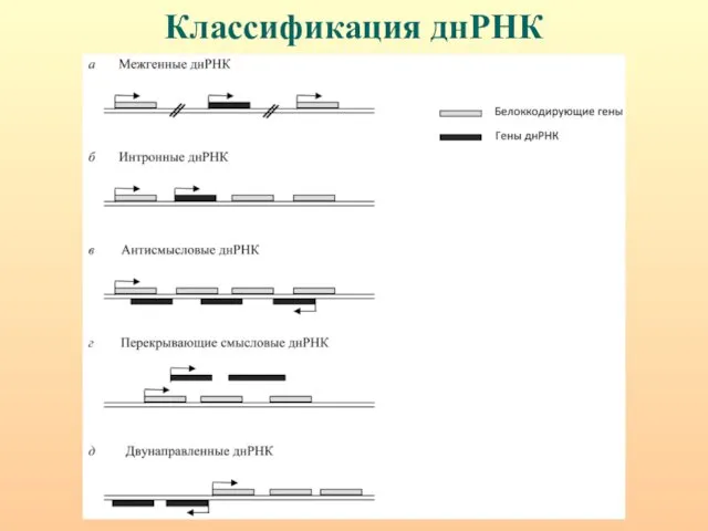 Классификация днРНК