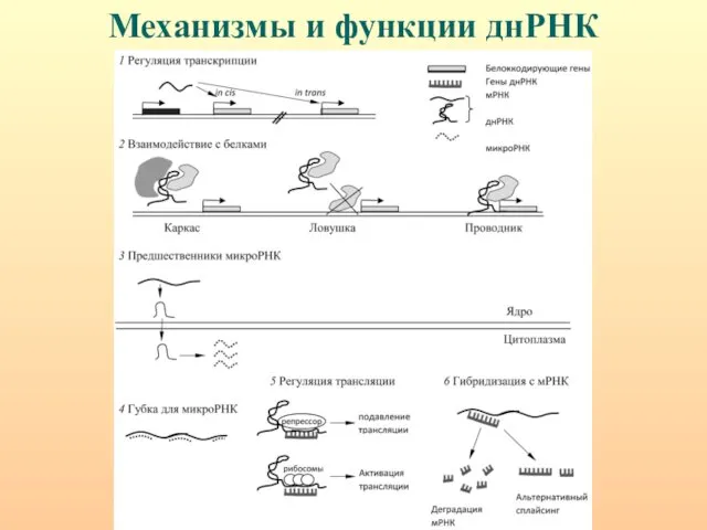 Механизмы и функции днРНК