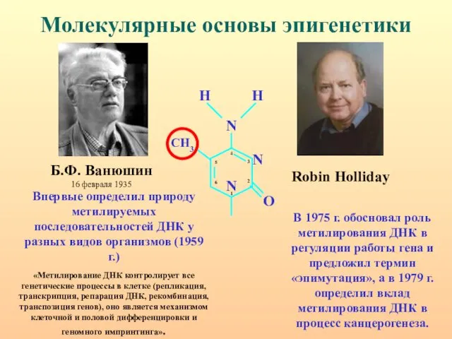 Молекулярные основы эпигенетики Б.Ф. Ванюшин 16 февраля 1935 Robin Holliday Впервые