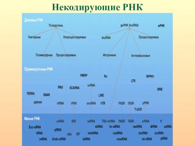 Некодирующие РНК