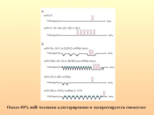 Около 40% miR человека кластерировано и экспрессируется совместно