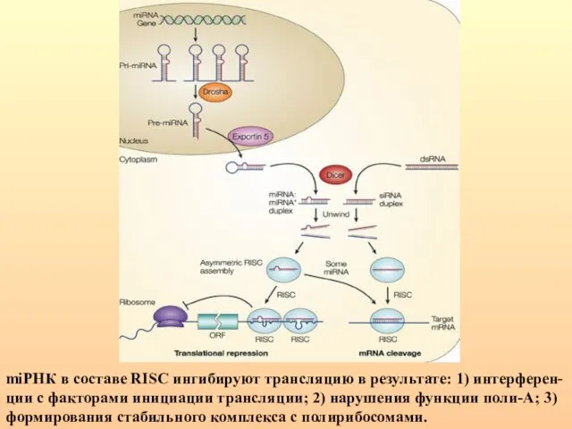 miРНК в составе RISC ингибируют трансляцию в результате: 1) интерферен-ции с