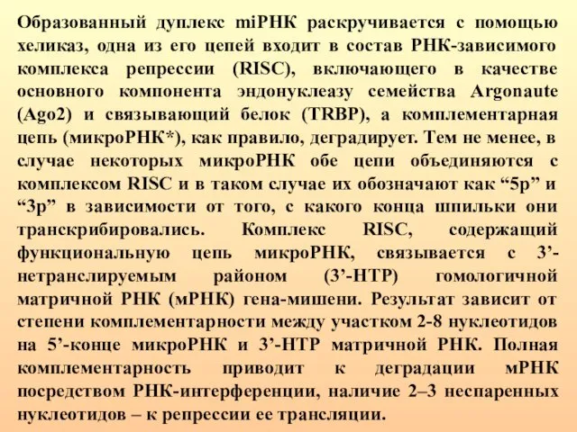 Образованный дуплекс miРНК раскручивается с помощью хеликаз, одна из его цепей