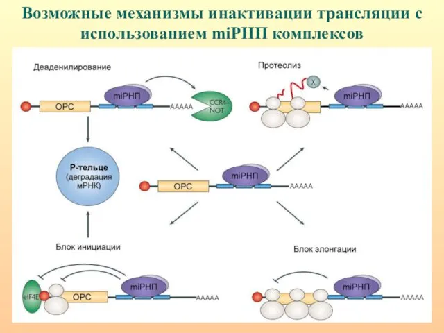 Возможные механизмы инактивации трансляции с использованием miРНП комплексов