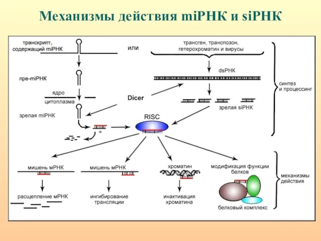 Механизмы действия miРНК и siРНК