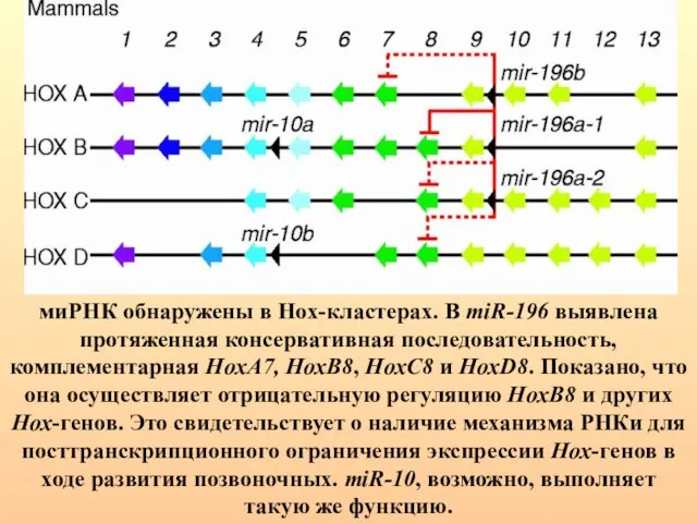 миРНК обнаружены в Hox-кластерах. В miR-196 выявлена протяженная консервативная последовательность, комплементарная