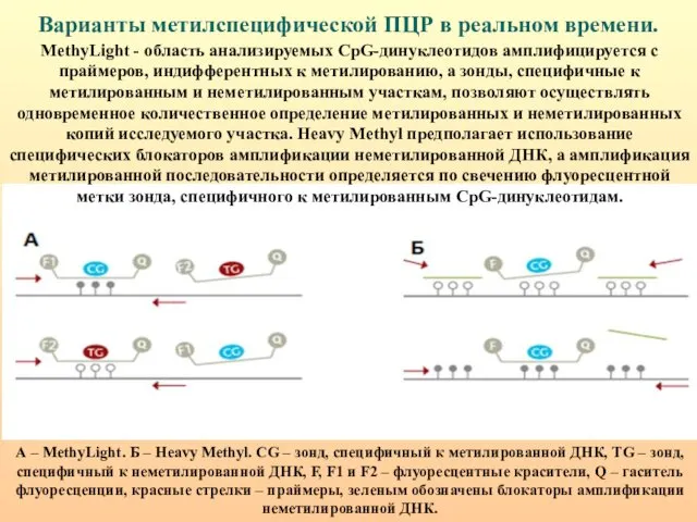 Варианты метилспецифической ПЦР в реальном времени. А – MethyLight. Б –